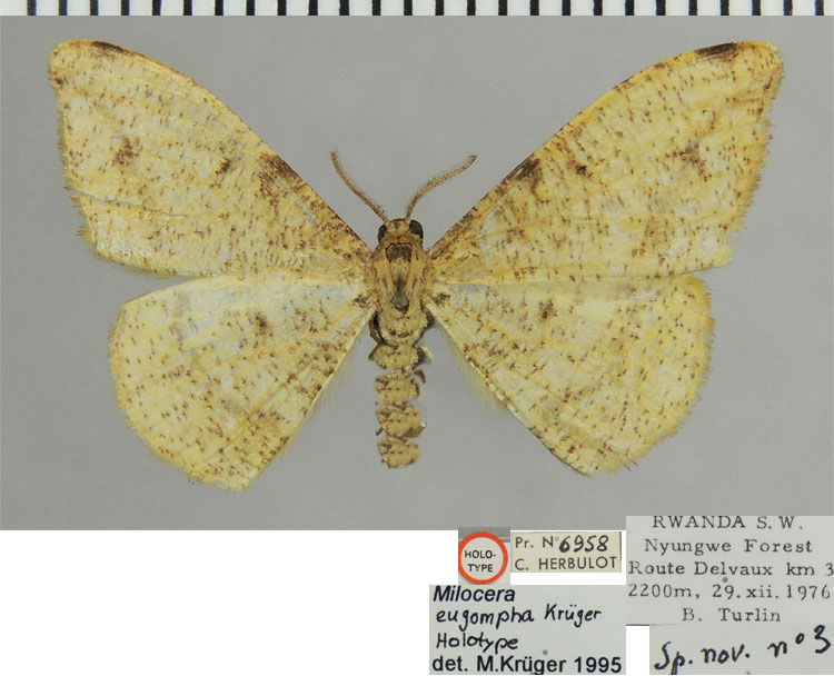 /filer/webapps/moths/media/images/E/eugompha_Milocera_HT_ZSMa.jpg