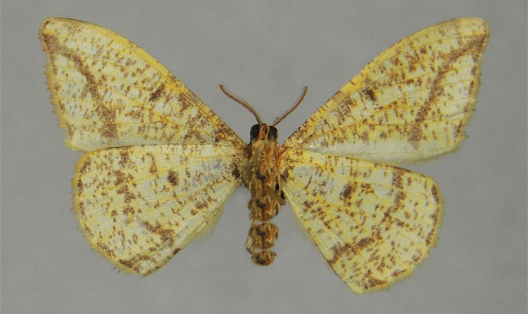 /filer/webapps/moths/media/images/E/eugompha_Milocera_HT_ZSMb.jpg