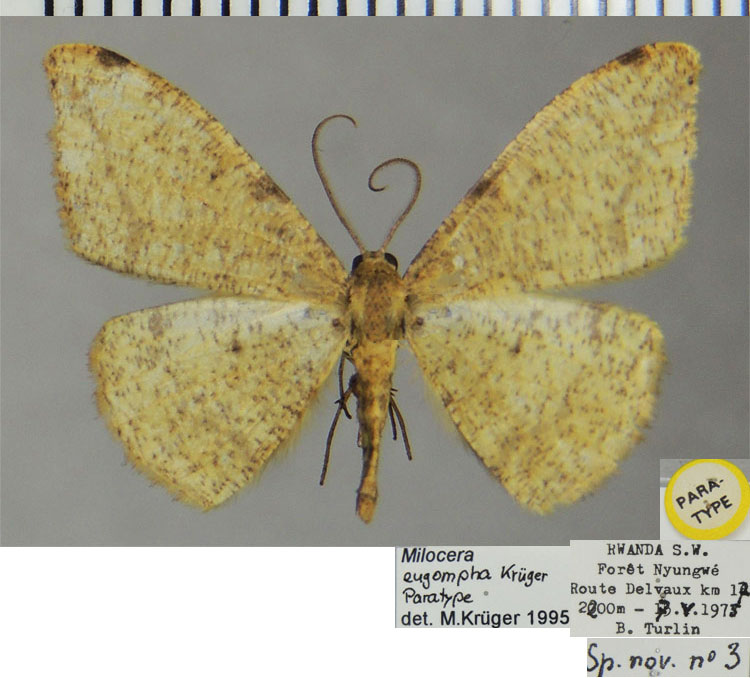 /filer/webapps/moths/media/images/E/eugompha_Milocera_PTM_ZSM.jpg