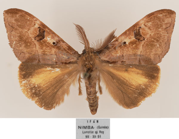 /filer/webapps/moths/media/images/E/eugonia_Aroa_AM_MNHN.jpg