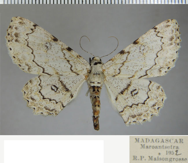 /filer/webapps/moths/media/images/E/eugrapha_Ascotis_AF_ZSM.jpg