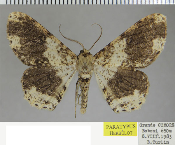 /filer/webapps/moths/media/images/E/eugrapha_Ascotis_PTM_ZSM.jpg