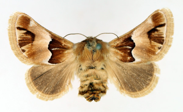 /filer/webapps/moths/media/images/E/eugrapha_Homosusica_AF_TMSA.jpg