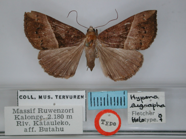 /filer/webapps/moths/media/images/E/eugrapha_Hypena_HT_RMCA.jpg