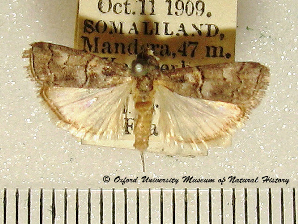 /filer/webapps/moths/media/images/E/eugraphella_Ancylosis_A_OUMNH_01.jpg