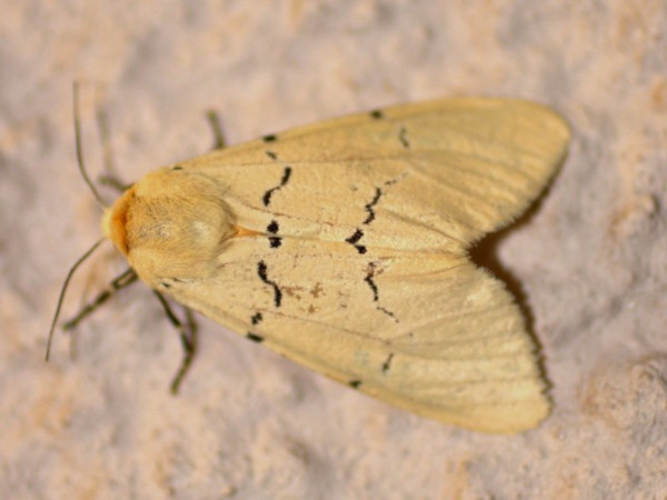/filer/webapps/moths/media/images/E/eugraphica_Leucaloa_A_Heyns.jpg