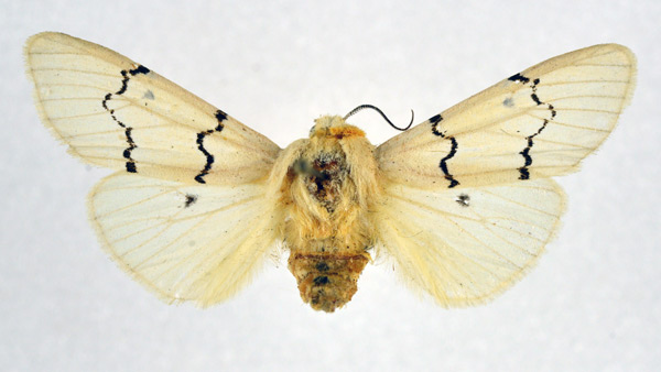 /filer/webapps/moths/media/images/E/eugraphica_Leucaloa_A_NHMO.jpg