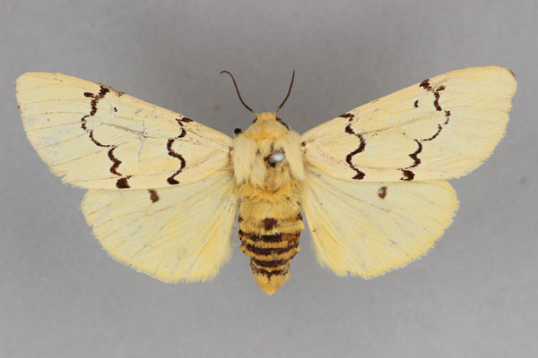 /filer/webapps/moths/media/images/E/eugraphica_Leucaloa_HT_BMNH.jpg