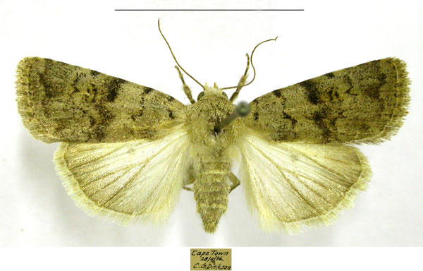 /filer/webapps/moths/media/images/E/eugraphis_Caradrina_AM_TMSA.jpg