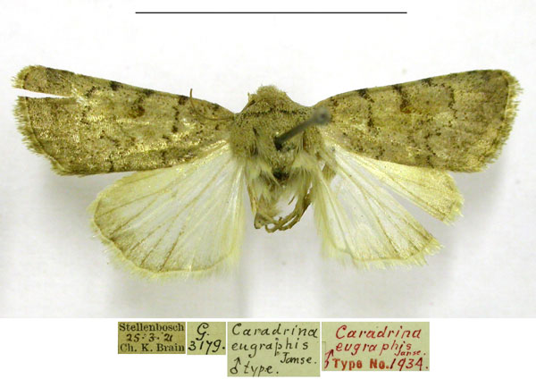 /filer/webapps/moths/media/images/E/eugraphis_Caradrina_HT_TMSA.jpg