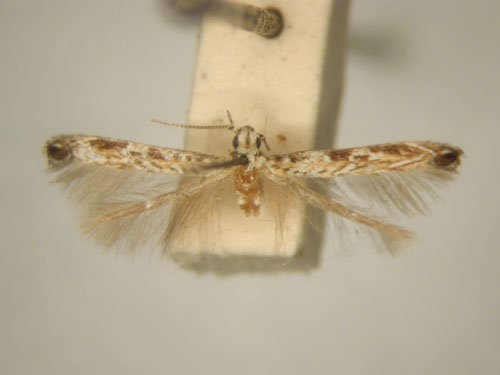 /filer/webapps/moths/media/images/E/eugrapta_Stomphastis_HT_TMSA6030.jpg