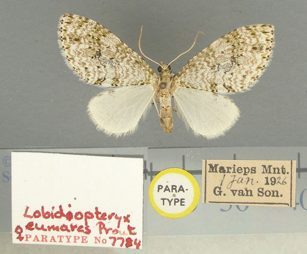 /filer/webapps/moths/media/images/E/eumares_Lobidiopteryx_AF_TMSA.jpg