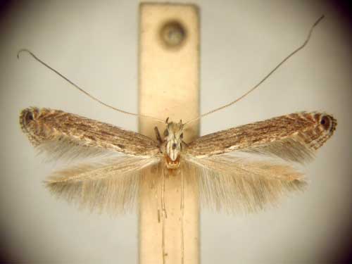 /filer/webapps/moths/media/images/E/eumeces_Pleiomorpha_PT_TMSA6091.jpg