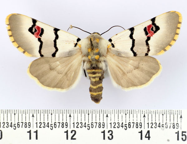 /filer/webapps/moths/media/images/E/eumela_Diaphone_AF_BMNH.jpg