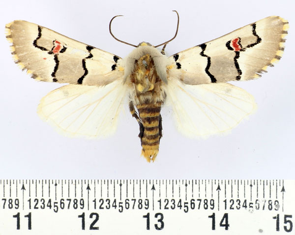 /filer/webapps/moths/media/images/E/eumela_Diaphone_AM_BMNH.jpg