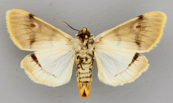 /filer/webapps/moths/media/images/E/eumela_Diaphone_A_RMCA_02.jpg
