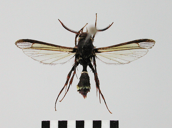 /filer/webapps/moths/media/images/E/eumenidiformis_Similipepsis_HT_SMNS.jpg