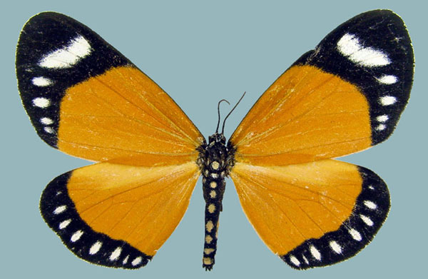/filer/webapps/moths/media/images/E/euparypha_Aletis_AF_Staude.jpg