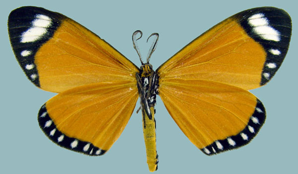 /filer/webapps/moths/media/images/E/euparypha_Aletis_AM_Staudeb.jpg
