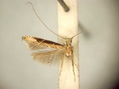 /filer/webapps/moths/media/images/E/euphanes_Conopomorpha_HT_TMSA6051.jpg