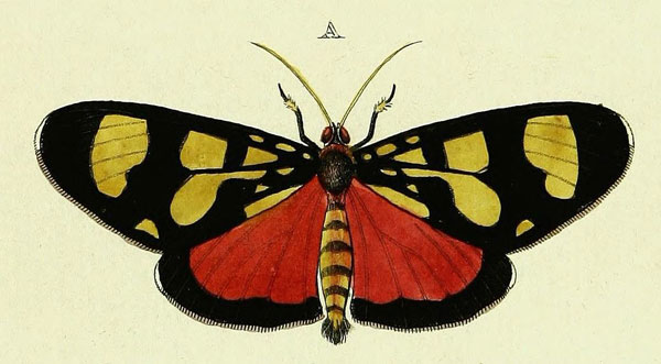 /filer/webapps/moths/media/images/E/euphemia_Heraclia_Cramer4_345_A.jpg