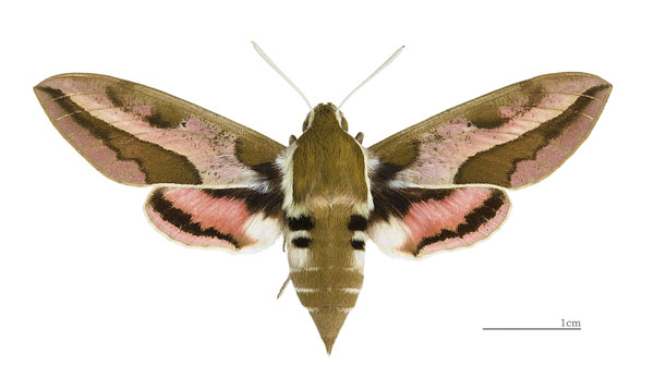 /filer/webapps/moths/media/images/E/euphorbiae_Hyles_AF_MHNT.jpg