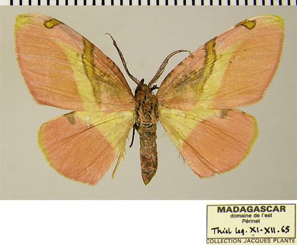 /filer/webapps/moths/media/images/E/euphrantica_Hylemera_AF_ZSM.jpg