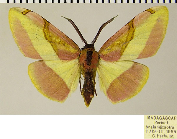 /filer/webapps/moths/media/images/E/euphrantica_Hylemera_AF_ZSMa.jpg