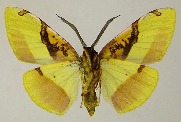 /filer/webapps/moths/media/images/E/euphrantica_Hylemera_AF_ZSMb.jpg