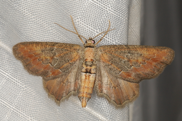 /filer/webapps/moths/media/images/E/eupitheciata_Hebdomophruda_F_Heyns_01.JPG