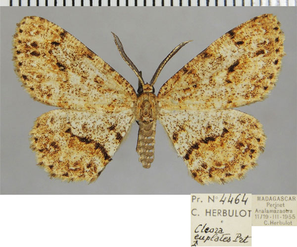 /filer/webapps/moths/media/images/E/euplates_Colocleora_AM_ZSMa.jpg