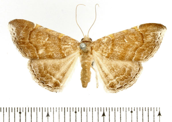 /filer/webapps/moths/media/images/E/euprepes_Euippodes_AF_BMNH.jpg