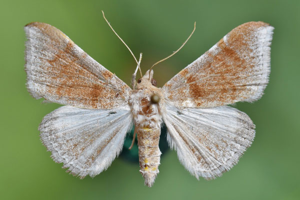 /filer/webapps/moths/media/images/E/euprepes_Euippodes_A_Butler.jpg