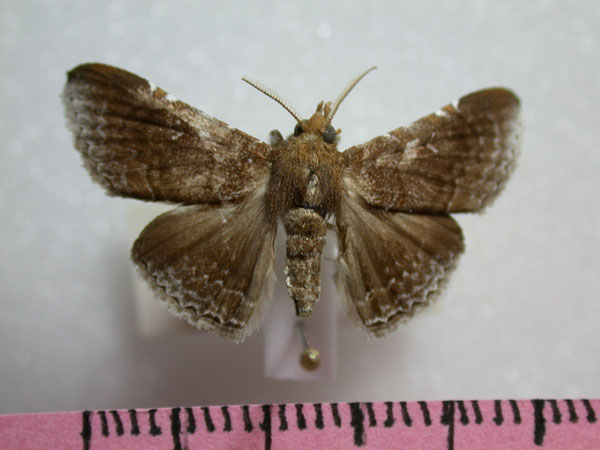 /filer/webapps/moths/media/images/E/euprepes_Euippodes_A_Revell.jpg