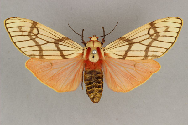 /filer/webapps/moths/media/images/E/euprepia_Teracotona_AF_BMNH.jpg