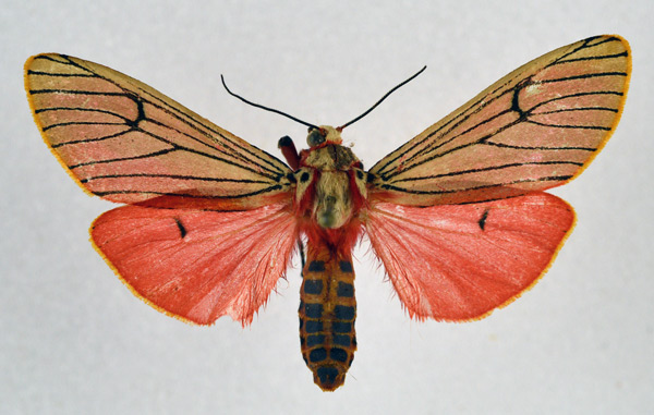 /filer/webapps/moths/media/images/E/euprepia_Teracotona_AM_NHMO_01.jpg
