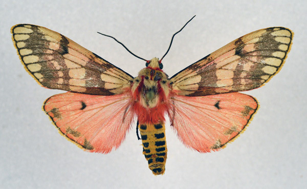 /filer/webapps/moths/media/images/E/euprepia_Teracotona_AM_NHMO_02.jpg