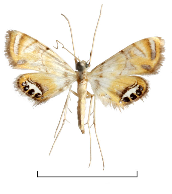 /filer/webapps/moths/media/images/E/euprepialis_Eoophyla_HT_MHNG.jpg