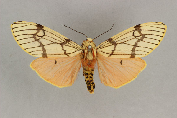 /filer/webapps/moths/media/images/E/euprepioides_Teracotona_AF_BMNH.jpg