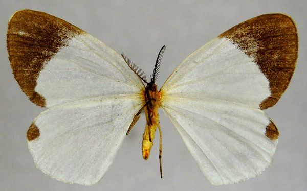 /filer/webapps/moths/media/images/E/eurema_Hylemeridia_AM_ZSMb.jpg