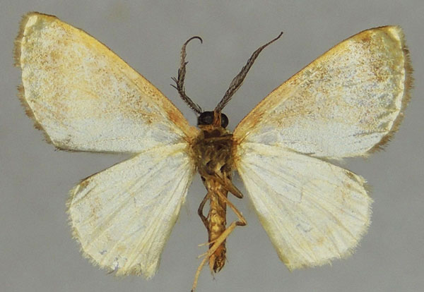 /filer/webapps/moths/media/images/E/eurhythma_Xenostega_AM_ZSMb.jpg