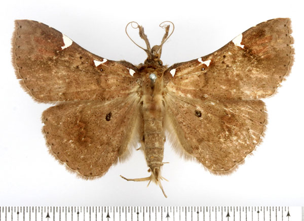 /filer/webapps/moths/media/images/E/euritiusalis_Macella_AM_BMNH.jpg