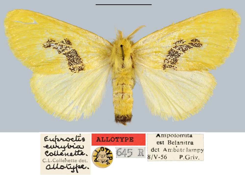 /filer/webapps/moths/media/images/E/eurybia_Euproctis_AT_MNHN.jpg