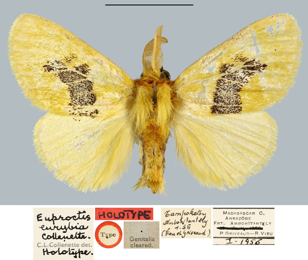 /filer/webapps/moths/media/images/E/eurybia_Euproctis_HT_MNHN.jpg