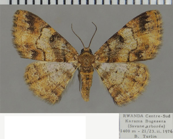 /filer/webapps/moths/media/images/E/eurygnathus_Zamarada_AF_ZSM.jpg