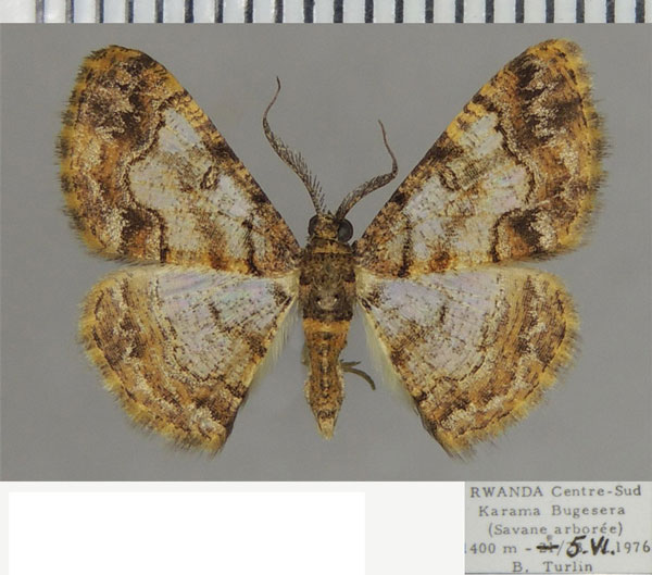 /filer/webapps/moths/media/images/E/eurygnathus_Zamarada_AM_ZSM.jpg
