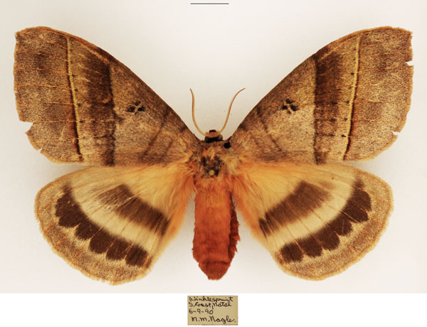 /filer/webapps/moths/media/images/E/eurymas_Jana_AF_TMSA_01.jpg