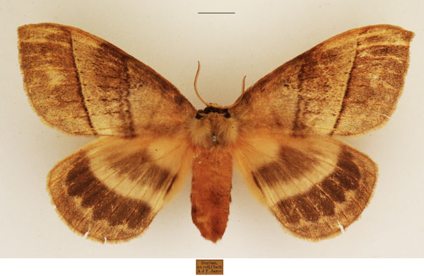 /filer/webapps/moths/media/images/E/eurymas_Jana_AF_TMSA_02.jpg