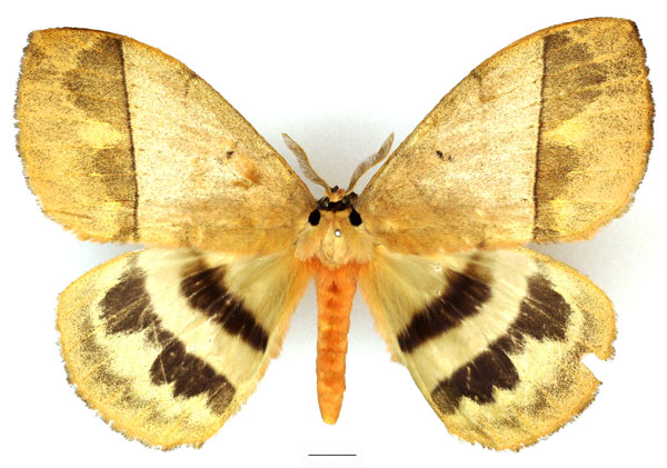 /filer/webapps/moths/media/images/E/eurymas_Jana_AM_Basquin_01.jpg