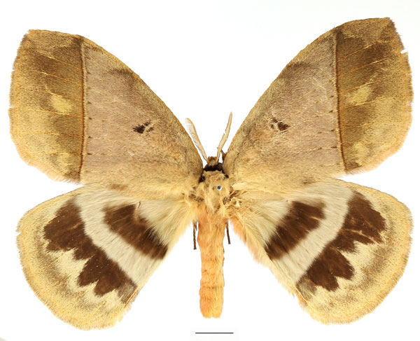/filer/webapps/moths/media/images/E/eurymas_Jana_AM_Basquin_03.jpg